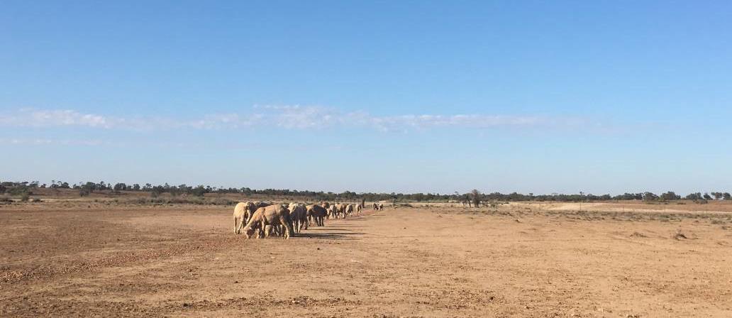 50% of the cost of moving stock, food and water available to NSW farmers